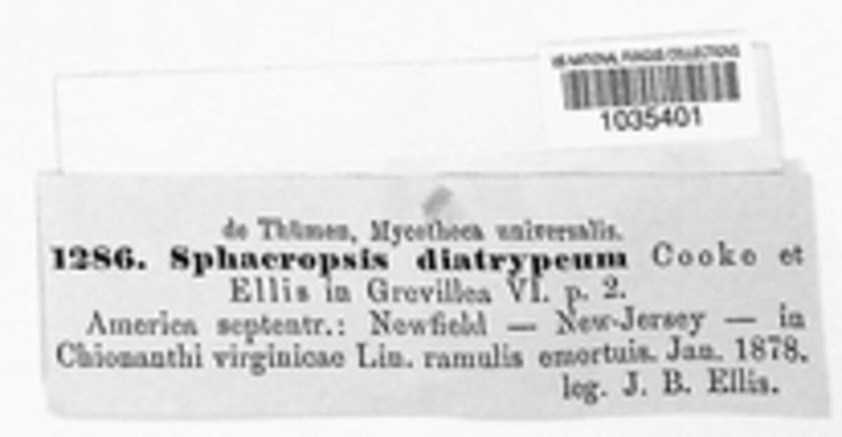 Dothiorella diatrypea image
